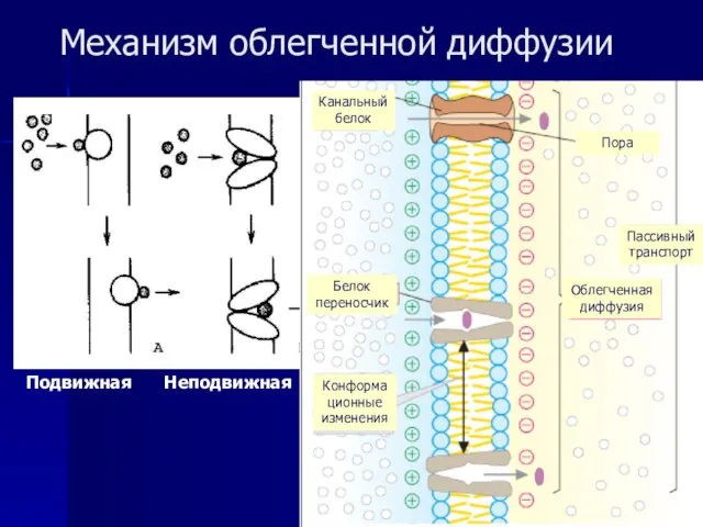 Механизм облегченной диффузии Подвижная Неподвижная Канальный белок Пора Белок переносчик Конформационные изменения Пассивный транспорт Облегченная диффузия