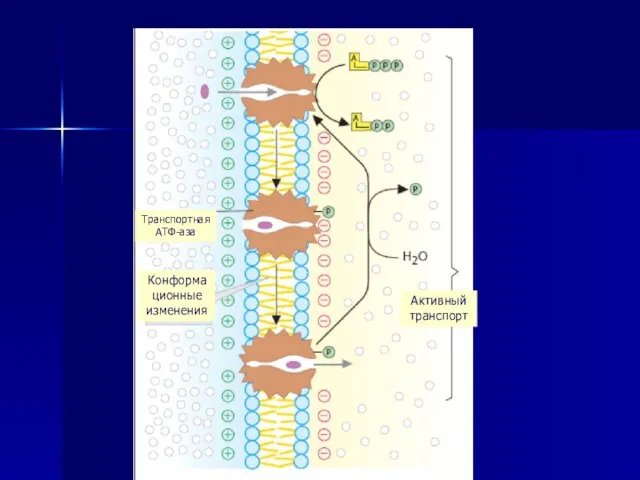 Транспортная АТФ-аза Конформационные изменения Активный транспорт