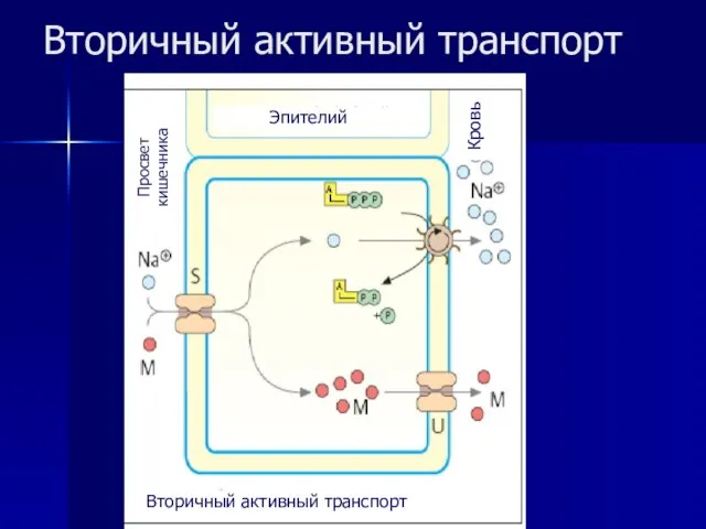 Вторичный активный транспорт Вторичный активный транспорт Эпителий Просвет кишечника Кровь