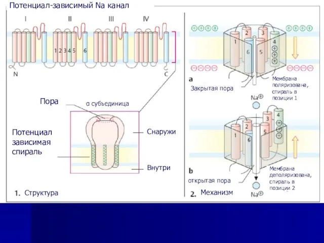 Потенциал-зависимый Na канал Пора Потенциал зависимая спираль α субъединица Снаружи Внутри Структура