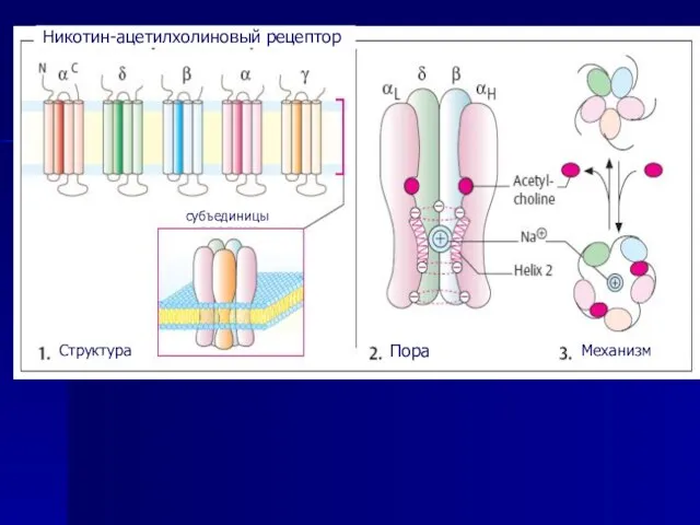 Никотин-ацетилхолиновый рецептор Структура Пора Механизм субъединицы