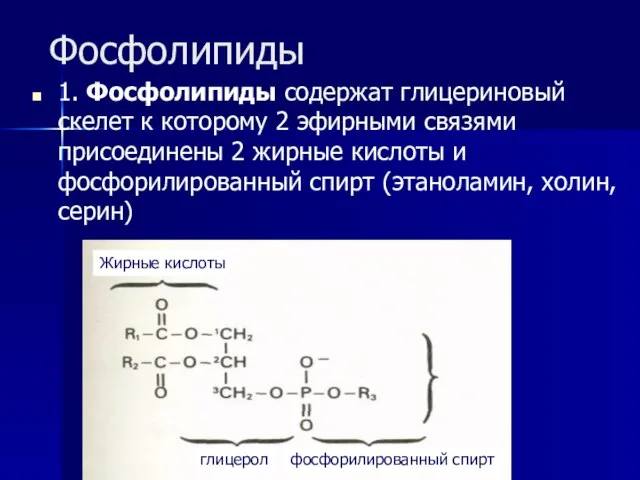 Фосфолипиды 1. Фосфолипиды содержат глицериновый скелет к которому 2 эфирными связями присоединены