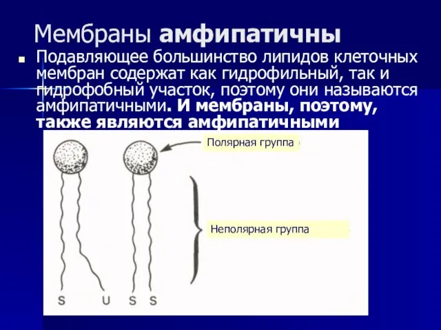 Мембраны амфипатичны Подавляющее большинство липидов клеточных мембран содержат как гидрофильный, так и