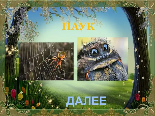 ПАУК ДАЛЕЕ