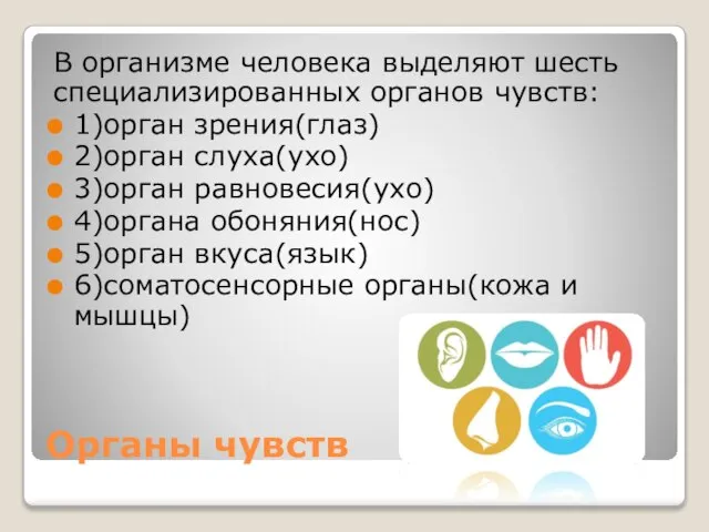 Органы чувств В организме человека выделяют шесть специализированных органов чувств: 1)орган зрения(глаз)