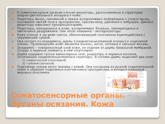 Соматосенсорные органы. Органы осязания. Кожа К соматосенсорным органам относят рецепторы, расположенные в