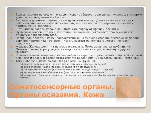 Соматосенсорные органы. Органы осязания. Кожа Волосы состоят из стержня и корня. Корень