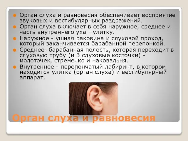 Орган слуха и равновесия Орган слуха и равновесия обеспечивает восприятие звуковых и