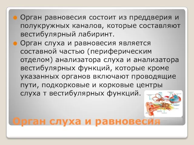 Орган слуха и равновесия Орган равновесия состоит из преддверия и полукружных каналов,