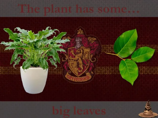 The plant has some… big leaves