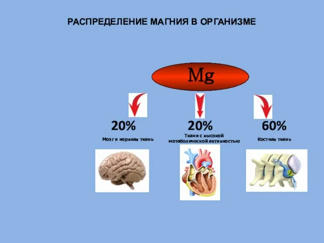 Мозг и нервная ткань 20% Ткани с высокой метаболической активностью 20% Mg