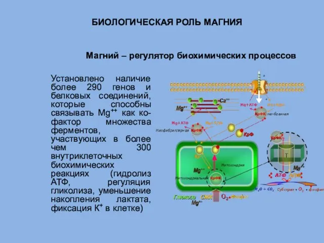 БИОЛОГИЧЕСКАЯ РОЛЬ МАГНИЯ Установлено наличие более 290 генов и белковых соединений, которые