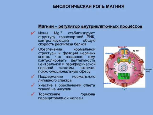 Ионы Mg++ стабилизируют структуру транспортной РНК, контролирующей общую скорость ресинтеза белков Обеспечение