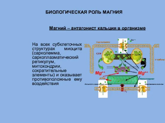 На всех субклеточных структурах миоцита (сарколемма, саркоплазматический ретикулум, митохондрии, сократительные элементы) и