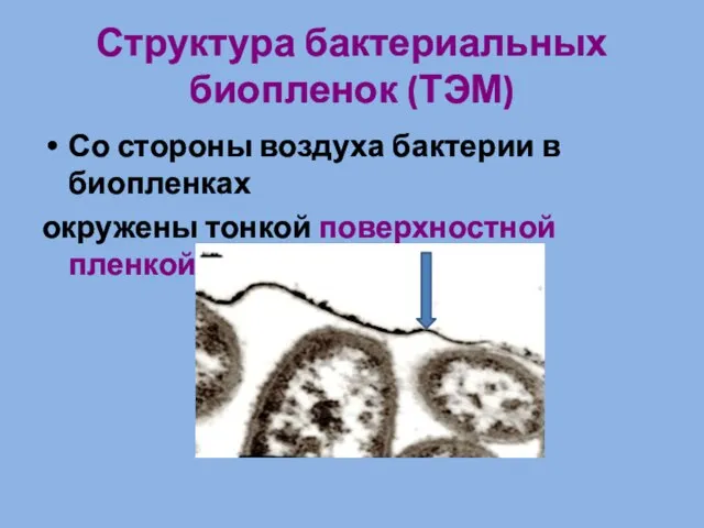 Структура бактериальных биопленок (ТЭМ) Со стороны воздуха бактерии в биопленках окружены тонкой поверхностной пленкой