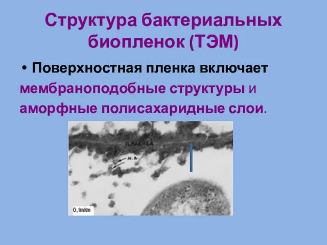 Структура бактериальных биопленок (ТЭМ) Поверхностная пленка включает мембраноподобные структуры и аморфные полисахаридные слои.