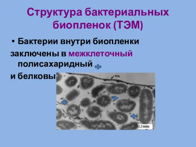 Структура бактериальных биопленок (ТЭМ) Бактерии внутри биопленки заключены в межклеточный полисахаридный и белковый матрикс.