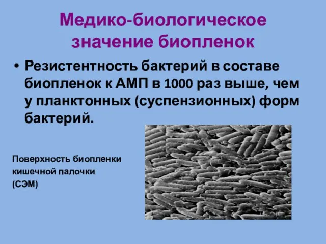 Медико-биологическое значение биопленок Резистентность бактерий в составе биопленок к АМП в 1000