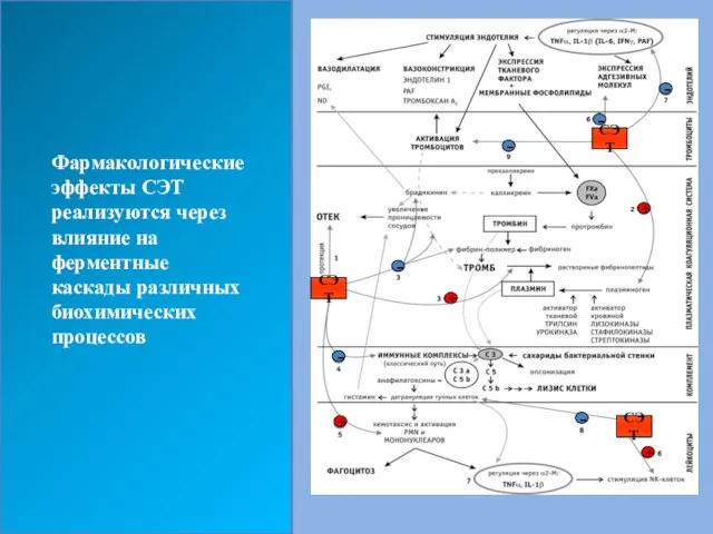 Фармакологические эффекты СЭТ реализуются через влияние на ферментные каскады различных биохимических процессов