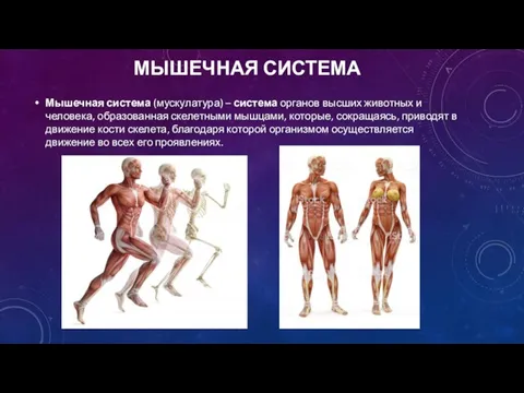МЫШЕЧНАЯ СИСТЕМА Мышечная система (мускулатура) – система органов высших животных и человека,