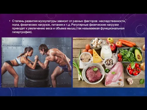 Степень развития мускулатуры зависит от разных факторов: наследственности, пола, физических нагрузок, питания
