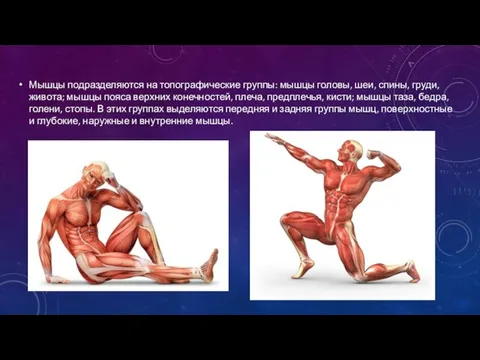 Мышцы подразделяются на топографические группы: мышцы головы, шеи, спины, груди, живота; мышцы
