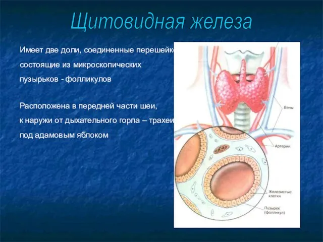 Имеет две доли, соединенные перешейком, состоящие из микроскопических пузырьков - фолликулов Расположена