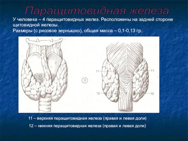 11 – верхняя паращитовидная железа (правая и левая доли) 12 – нижняя