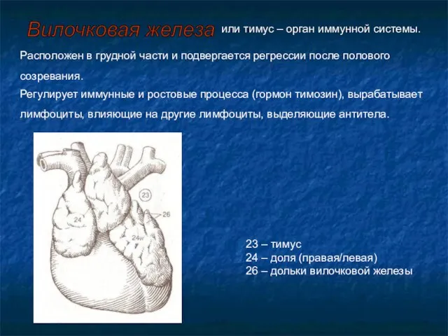 или тимус – орган иммунной системы. Расположен в грудной части и подвергается