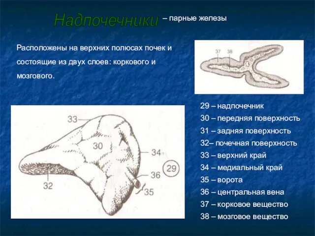 Расположены на верхних полюсах почек и состоящие из двух слоев: коркового и