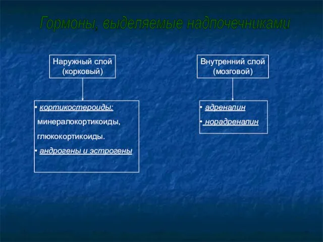 Наружный слой (корковый) Внутренний слой (мозговой) кортикостероиды: минералокортикоиды, глюкокортикоиды. андрогены и эстрогены