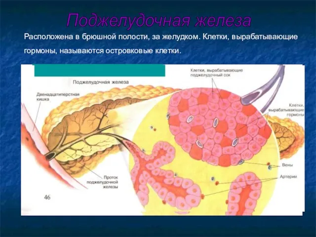 Расположена в брюшной полости, за желудком. Клетки, вырабатывающие гормоны, называются островковые клетки. Поджелудочная железа