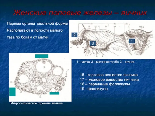 Парные органы овальной формы Располагают в полости малого таза по бокам от