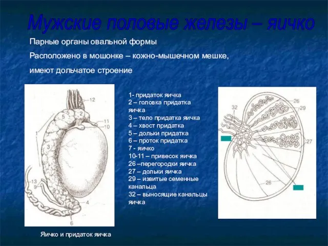 Парные органы овальной формы Расположено в мошонке – кожно-мышечном мешке, имеют дольчатое