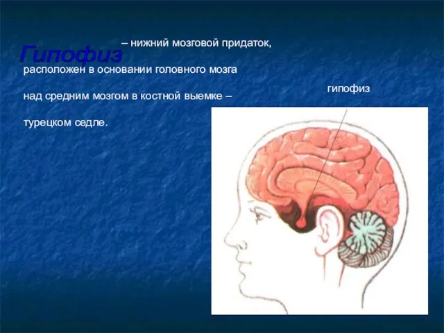 – нижний мозговой придаток, расположен в основании головного мозга над средним мозгом