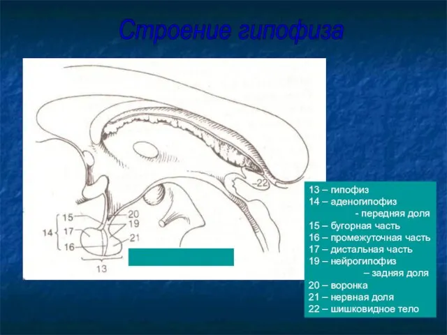13 – гипофиз 14 – аденогипофиз - передняя доля 15 – бугорная