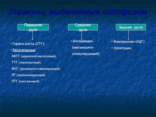 Передняя доля Гормон роста (СТГ); Регуляторные: АКТГ (адренокортикотропный), ТТГ (тириотропный) ФСГ (фолликулостимулирующий)