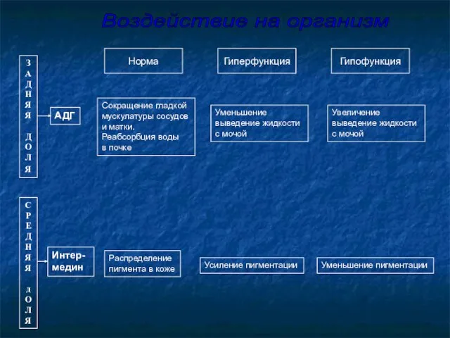 Норма Гиперфункция Гипофункция ЗАДНЯЯ ДОЛ Я С Р Е Д Н Я