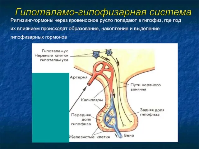 Рилизинг-гормоны через кровеносное русло попадают в гипофиз, где под их влиянием происходят