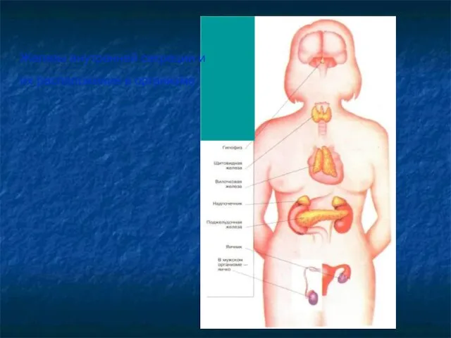 Железы внутренней секреции и их расположение в организме