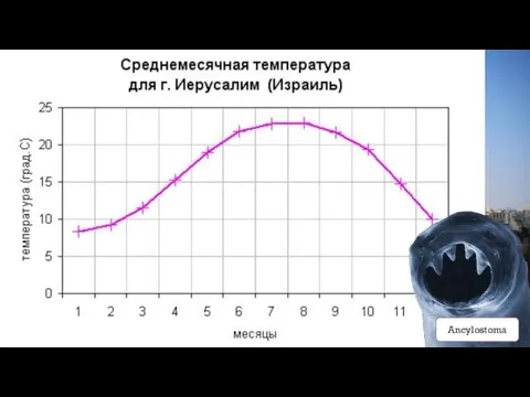 Ancylostoma