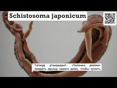 Schistosoma japonicum Талмуд утверждает: «Человек должен продать крышу своего дома, чтобы купить себе обувь»