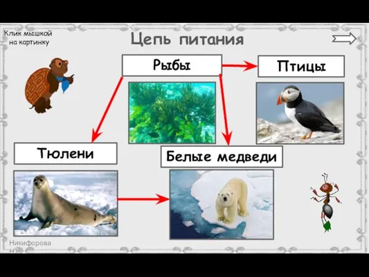 Цепь питания Рыбы Птицы Тюлени Клик мышкой на картинку Белые медведи