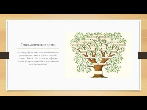 Генеалогическое древо — это графическая схема, описывающая родственные связи в пределах одной