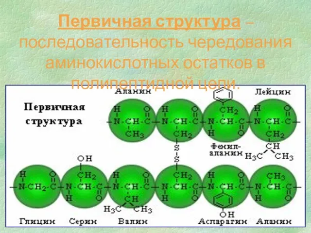 Первичная структура – последовательность чередования аминокислотных остатков в полипептидной цепи.