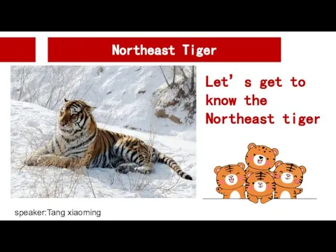 Northeast Tiger speaker:Tang xiaoming Let’s get to know the Northeast tiger