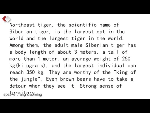 Northeast tiger, the scientific name of Siberian tiger, is the largest cat