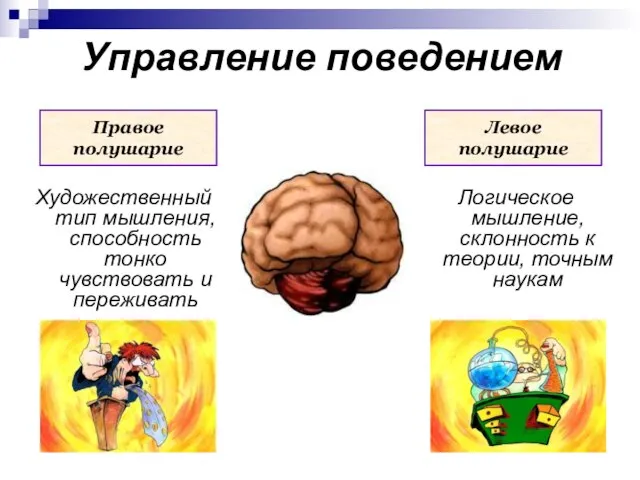 Управление поведением Художественный тип мышления, способность тонко чувствовать и переживать Логическое мышление,