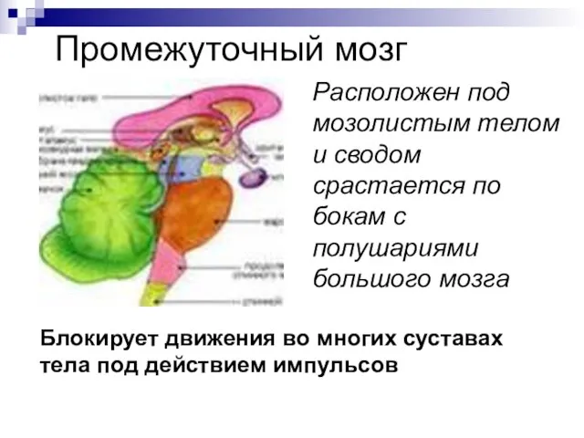 Промежуточный мозг Расположен под мозолистым телом и сводом срастается по бокам с