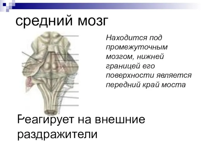 средний мозг Находится под промежуточным мозгом, нижней границей его поверхности является передний